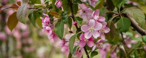 Preview wallpaper apple tree, flowers, petals, leaves, blur