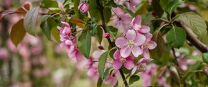 Preview wallpaper apple tree, flowers, petals, leaves, blur