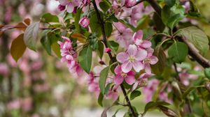 Preview wallpaper apple tree, flowers, petals, leaves, blur