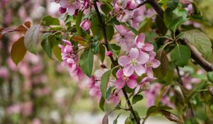 Preview wallpaper apple tree, flowers, petals, leaves, blur