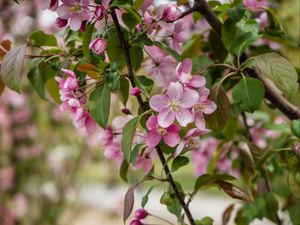 Preview wallpaper apple tree, flowers, petals, leaves, blur