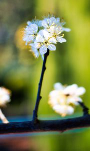 Preview wallpaper apple tree, flowers, stamens, bloom, blur