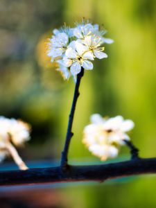 Preview wallpaper apple tree, flowers, stamens, bloom, blur