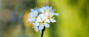 Preview wallpaper apple tree, flowers, stamens, bloom, blur