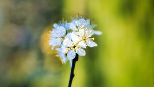 Preview wallpaper apple tree, flowers, stamens, bloom, blur