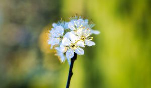 Preview wallpaper apple tree, flowers, stamens, bloom, blur