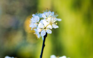 Preview wallpaper apple tree, flowers, stamens, bloom, blur