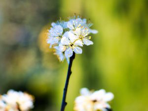 Preview wallpaper apple tree, flowers, stamens, bloom, blur