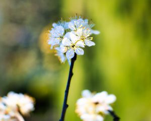 Preview wallpaper apple tree, flowers, stamens, bloom, blur