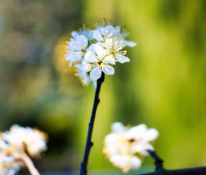 Preview wallpaper apple tree, flowers, stamens, bloom, blur