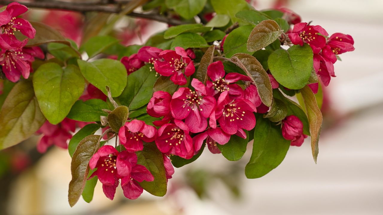 Wallpaper apple tree, flowers, stamens, blossom, pink