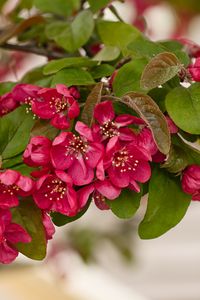 Preview wallpaper apple tree, flowers, stamens, blossom, pink