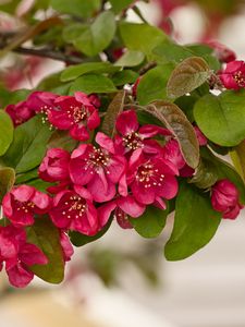 Preview wallpaper apple tree, flowers, stamens, blossom, pink