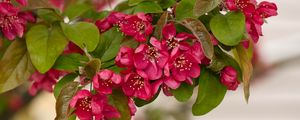 Preview wallpaper apple tree, flowers, stamens, blossom, pink