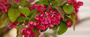 Preview wallpaper apple tree, flowers, stamens, blossom, pink