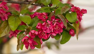 Preview wallpaper apple tree, flowers, stamens, blossom, pink