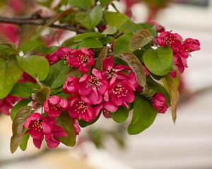 Preview wallpaper apple tree, flowers, stamens, blossom, pink