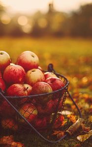 Preview wallpaper apples, basket, autumn, harvest