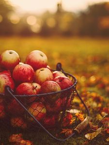 Preview wallpaper apples, basket, autumn, harvest