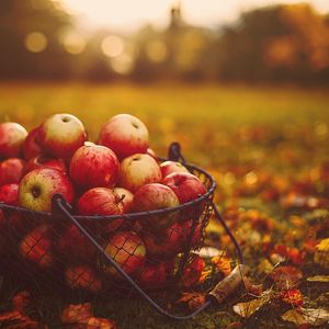 Preview wallpaper apples, basket, autumn, harvest