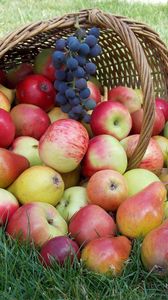 Preview wallpaper apples, basket, grass