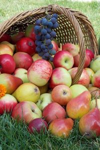 Preview wallpaper apples, basket, grass