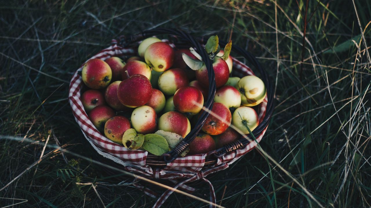 Wallpaper apples, basket, harvest, grass