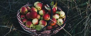 Preview wallpaper apples, basket, harvest, grass