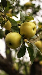 Preview wallpaper apples, branch, leaves, garden