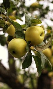 Preview wallpaper apples, branch, leaves, garden