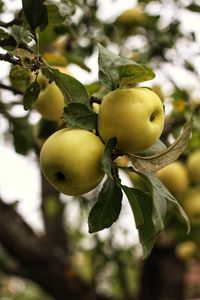 Preview wallpaper apples, branch, leaves, garden