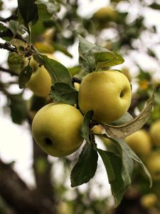 Preview wallpaper apples, branch, leaves, garden