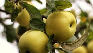 Preview wallpaper apples, branch, leaves, garden