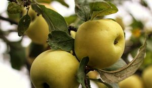 Preview wallpaper apples, branch, leaves, garden