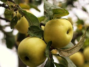 Preview wallpaper apples, branch, leaves, garden
