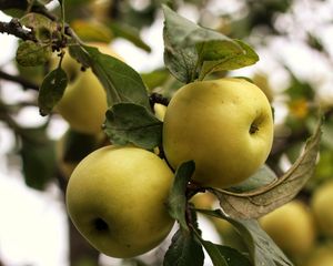 Preview wallpaper apples, branch, leaves, garden