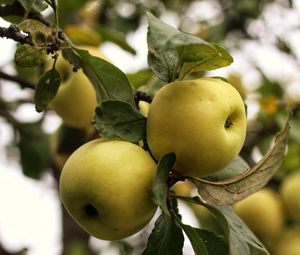 Preview wallpaper apples, branch, leaves, garden