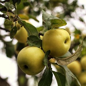 Preview wallpaper apples, branch, leaves, garden