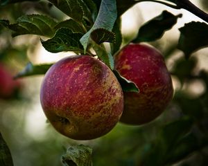 Preview wallpaper apples, branch, leaves