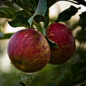 Preview wallpaper apples, branch, leaves