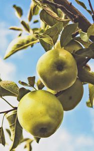 Preview wallpaper apples, branch, leaves, green