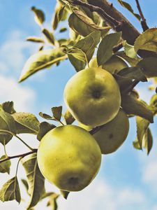 Preview wallpaper apples, branch, leaves, green