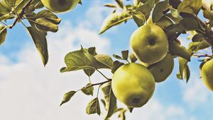Preview wallpaper apples, branch, leaves, green