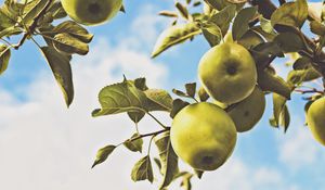 Preview wallpaper apples, branch, leaves, green