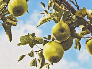 Preview wallpaper apples, branch, leaves, green