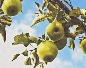 Preview wallpaper apples, branch, leaves, green