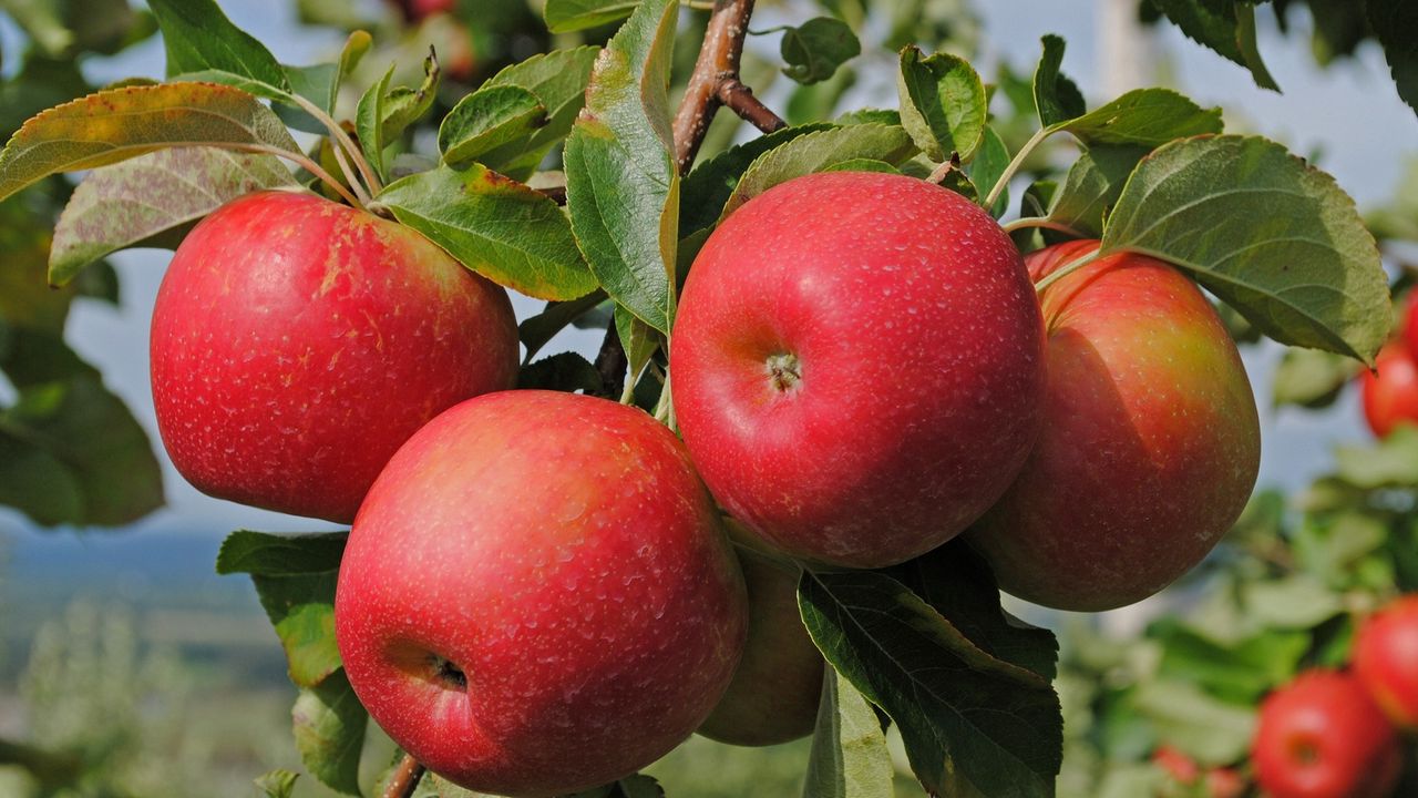 Wallpaper apples, branch, ripe