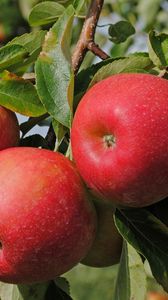 Preview wallpaper apples, branch, ripe