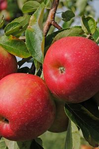 Preview wallpaper apples, branch, ripe