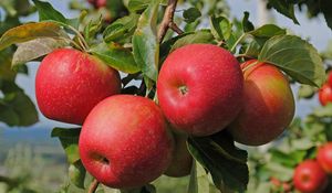 Preview wallpaper apples, branch, ripe